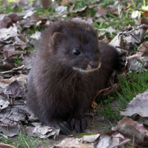 Норка