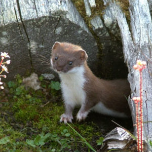 Ласка