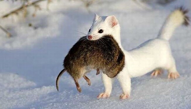 Ласка