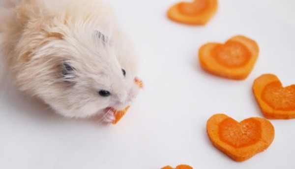 Можно ли хомякам морковь?