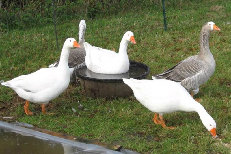 Гуси на выпасе